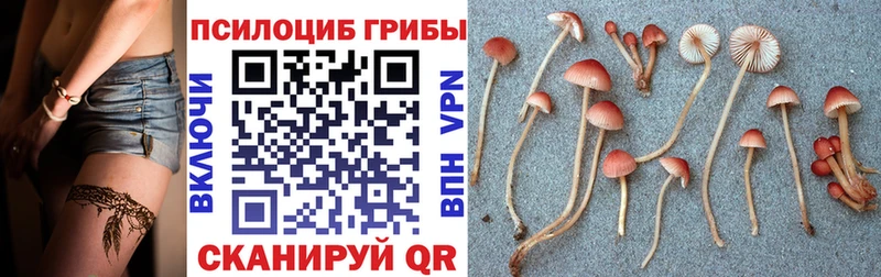 Псилоцибиновые грибы GOLDEN TEACHER  Купить где  Котельники 